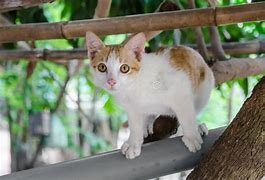 Image result for Wiat Cat