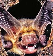 Image result for Smiling Bat