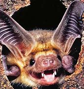 Image result for Smiling Bat
