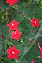 Image result for Red Flowering Cypress Vine