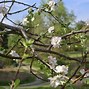 Image result for Red Apple Tree Blossom