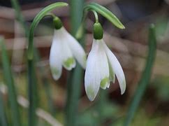 Image result for Galanthus Art Nouveau