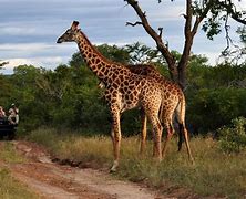 Image result for What Animals Will I See On a Botswana Safari