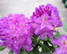 Image result for Rhododendron (T) Lees Dark Purple