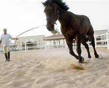 Image result for Professional Horse Trainers