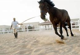 Image result for Horse Trainer