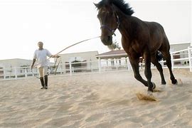 Image result for Most Winning Horse Trainer