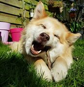 Image result for Dogs Chew iPhone