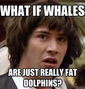 Image result for Dolphin Meme Fish
