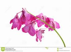 orchidee fiori appassiti fiori appassiti dell orchidea immagini stock libere da orchidee fiori appassiti fiori appassiti dell orchidea immagini stock libere da
