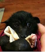 Image result for Cute Bat Pics