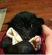 Image result for Cute Bat Pictures