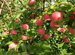 Image result for Dying Apple Tree