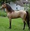 Image result for Criollo Horse