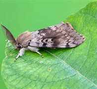 Image result for "gypsy-moth"
