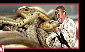 Image result for Sangoma Snakes