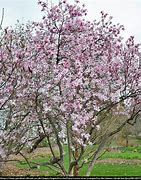 Image result for Magnolia stellata Rosea