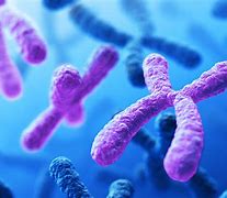 Image result for Chromosome Disorders