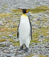 Image result for Black King Penguin