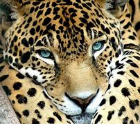Image result for Jaguar Spirit Animal