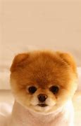 Image result for iPhone Dog Body