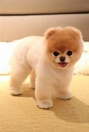 Image result for chiens