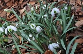 Image result for Galanthus Lavinia