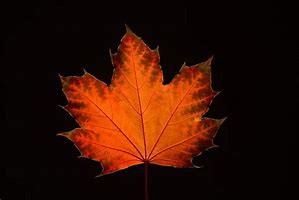 Image result for Fall Maple Leaves