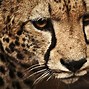 Image result for Cheetah HD Desktop Wallpaper