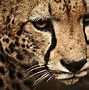 Image result for Cheetah Cross Wallpaper 4K