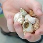 Image result for Gulf Coast Shells