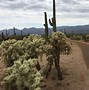 Image result for Cactus Forest Trail