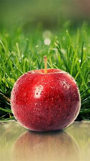 Image result for Apple Fruit Images HD