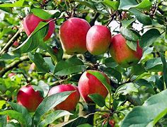 Image result for Anna Apple Tree Flowers
