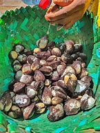 Image result for Ming Clam