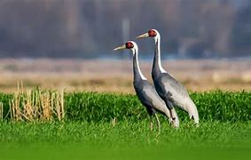 Image result for Largest Crane Bird in the World