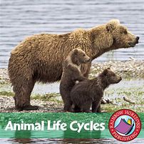 Image result for Animal Life Cycle Diagram