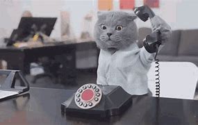 Image result for Cat Phone Stand Meme