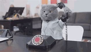 Image result for Cat Phone Meme