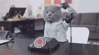 Image result for Cat On Phone Job Meme