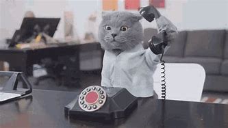 Image result for Work Cell Phone Cat