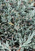 Image result for Juniperus horizontalis Icee Blue