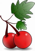 Image result for Red Fruits Cartoon