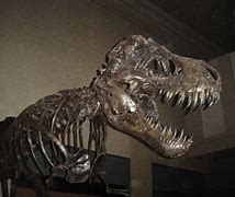 Image result for Largest Dinosaur Bone