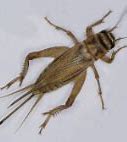 Image result for Cricket Insect Chirp