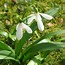 Image result for Galanthus Rushmere Green