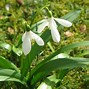 Image result for Galanthus woronowii