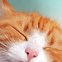 Image result for Really Happy Cat