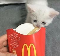Image result for Sad Cat Food Meme