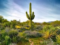 Image result for Saguaro Cactus Near Sedona